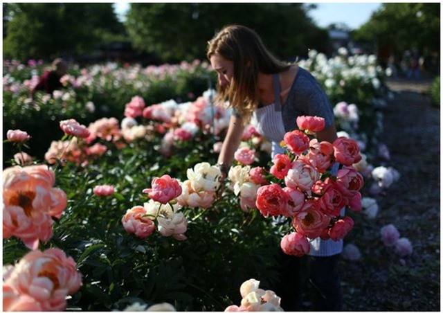 Cuộc sống đáng mơ ước của cô gái từ bỏ công việc văn phòng để chăm sóc cánh đồng hoa đẹp như cổ tích