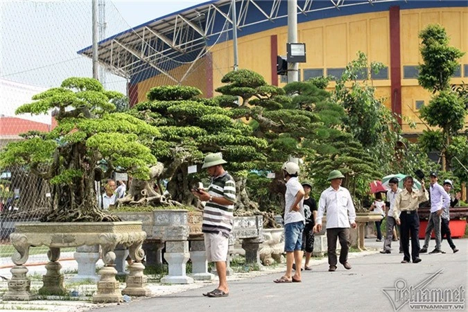 cây cảnh,Nam Định,cây sanh