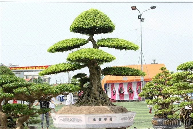 cây cảnh,Nam Định,cây sanh