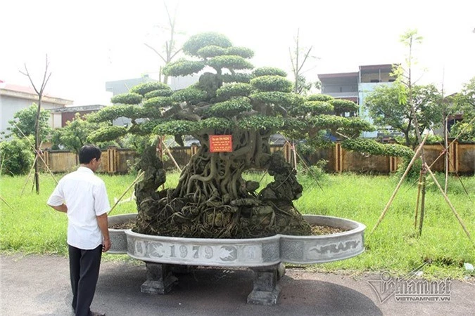 cây cảnh,Nam Định,cây sanh