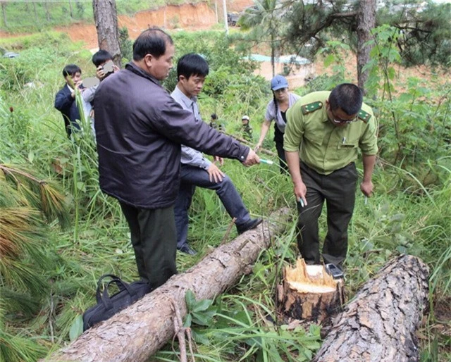 Lực lượng chức năng đang thống kê số lượng gỗ bị thiệt hại