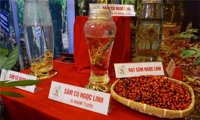 Ngắm củ sâm Ngọc Linh hình rồng tại chợ sâm "khủng" nhất TP.Kon Tum