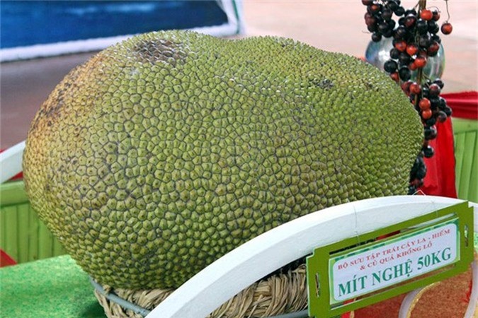 Cận cảnh những quả mít 'siêu khủng' trên đất Việt