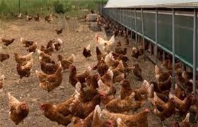 Hòa Phát mở trang trại quy mô 1,5 triệu gà giống Hy-Line/năm tại Phú Thọ