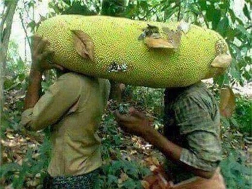 Xôn xao trồng giống mít khủng dài gần 1m, một quả chín cả xóm ăn no