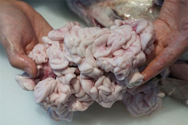 Đại gia Việt lùng mua tinh hoàn cá với giá... trên giời