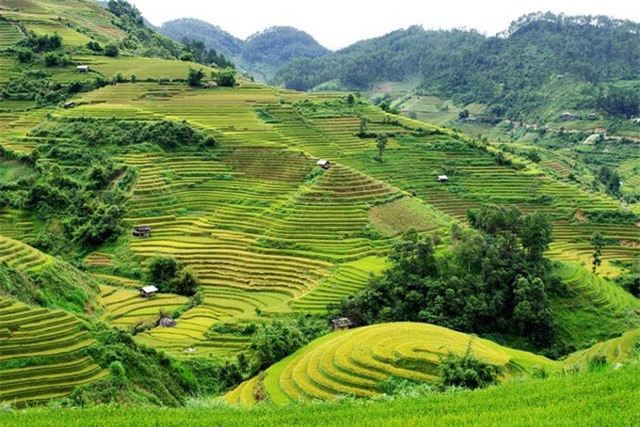Tháng 9 lên vùng cao ngắm Mù Cang Chải mùa vàng đẹp hút hồn