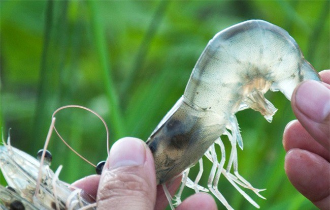 Thực phẩm Sao Ta (FMC): Cổ phiếu tăng tốt, 8 tháng doanh thu giảm nhẹ về mức 14 triệu USD