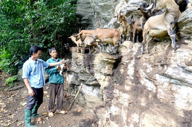 Bỏ nhà lên núi nuôi dê, gây dựng thương hiệu dê núi Thổ Bình