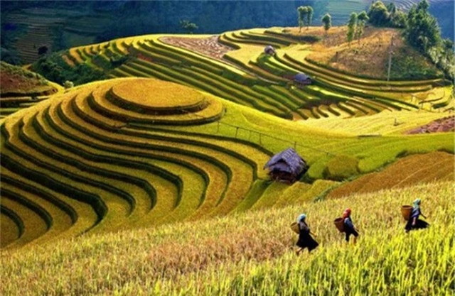 thang 9 len vung cao ngam mu cang chai mua vang dep hut hon hinh anh 3