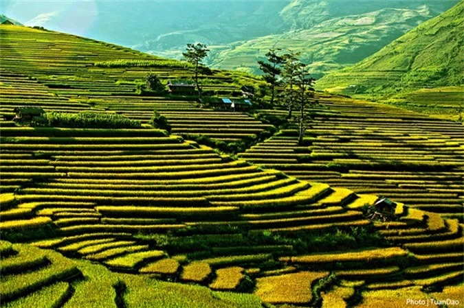 thang 9 len vung cao ngam mu cang chai mua vang dep hut hon hinh anh 5