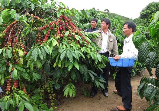 Cà phê giảm giá mạnh.