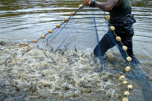 BẢN TIN TÀI CHÍNH-KINH DOANH: ‘Sốt giá’ giống cây sầu riêng, tôm Việt có cơ hội xuất khẩu lớn