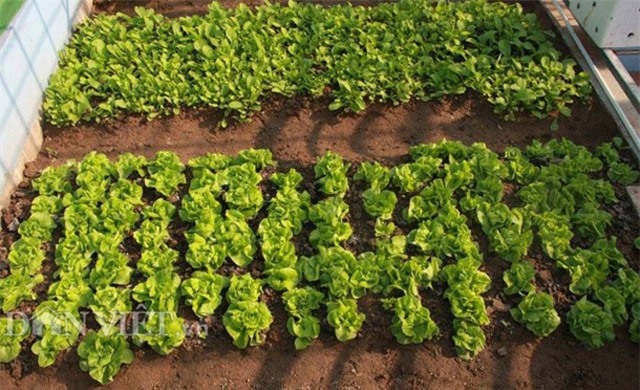 Thích mê ngắm vườn rau đánh luống trên sân thượng giữa đất Hà thành