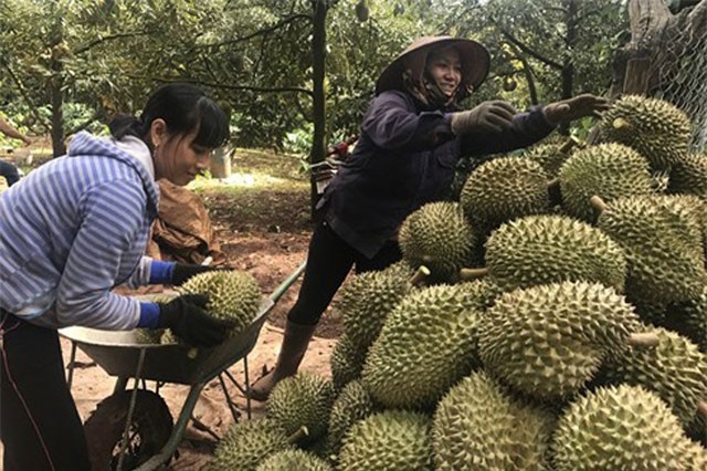 Đắk Lắk: Sầu riêng vừa được mùa vừa được giá