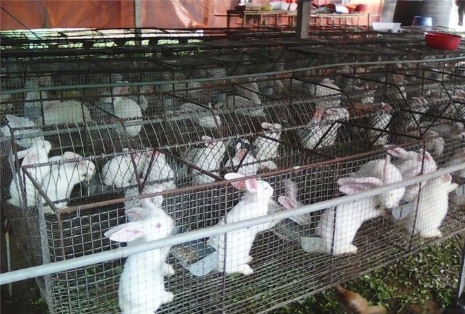Nhiều hộ nông dân có cuộc sống khá giả nhờ nuôi thỏ.