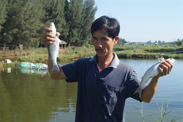Cho cá đối ở chung với tôm, sau 5 tháng lời tới hơn 77 triệu