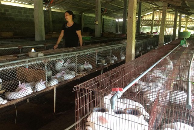 Phú Thọ: Khấm khá nhờ nuôi 'con tai vểnh' bán cho công ty Nhật