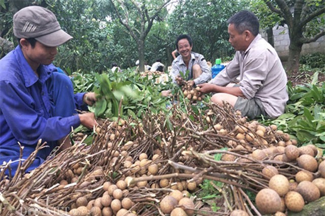 Hưng Yên: Thương lái đổ xô về mua đặc sản nhãn lồng cuối vụ