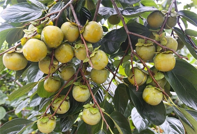 Hồng giòn Nhật Bản đắt giá nhưng vẫn thu hút giới nhà giàu Việt. Hồng giòn Nhật Bản đắt giá nhưng vẫn thu hút giới nhà giàu Việt.