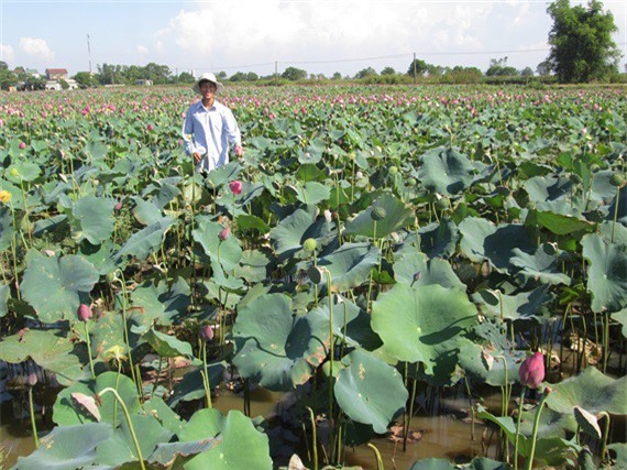 Thu lãi cao từ mô hình sen - cá