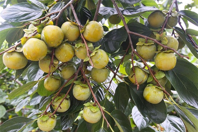 BẢN TIN TÀI CHÍNH-KINH DOANH: Hồng Nhật Bản 1 triệu/kg ‘hút’ nhà giàu, Hà Nội ưu tiên thu hút FDI