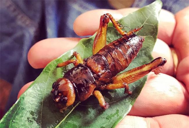 Nuôi côn trùng đặc sản, nông dân Nghệ An lãi cao