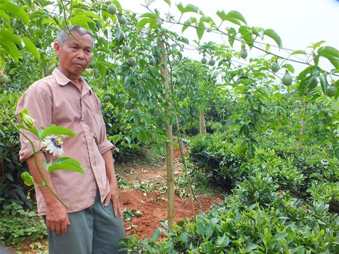 Sơn La: Nhất nhãn, nhì chanh