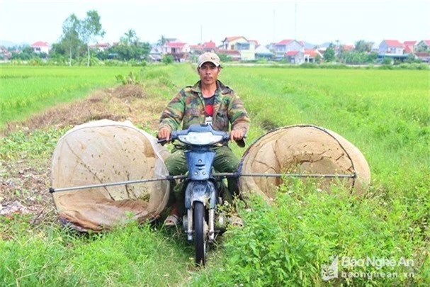 Nông dân Nghệ An săn “tôm bay” bán ra thủ đô kiếm hàng chục triệu đồng