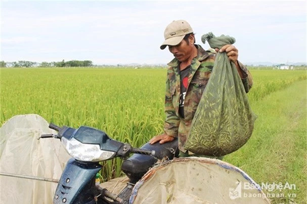 Nông dân Nghệ An săn “tôm bay” bán ra thủ đô kiếm hàng chục triệu đồng