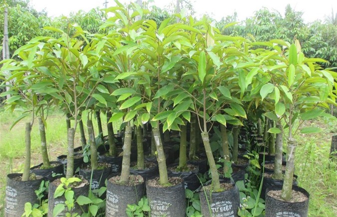 Giá cây giống sầu riêng cao kỷ lục