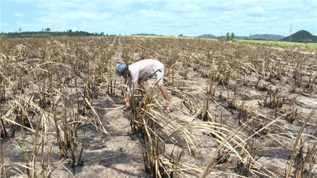 Nguyên nhân cháy là do thời tiết nắng nóng kéo dài cộng với sự bất cẩn của người dân