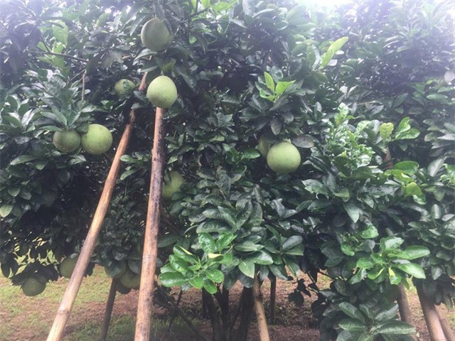 Chưa tới Trung thu, thương lái đã "ôm" cả vườn bưởi da xanh