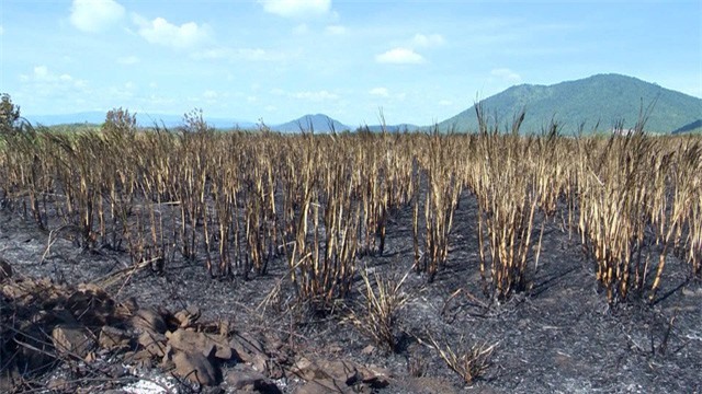 Phú Yên: Nông dân mất trắng hàng tỷ đồng vì hàng trăm hecta mía cháy trụi
