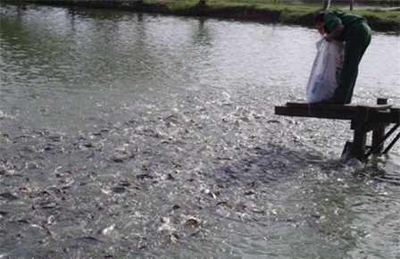 Tây Ninh: Tiếp tục nâng cao năng suất và sản lượng cá tra