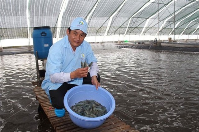Thuế chống bán phá giá tôm vào Mỹ “dễ thở” hơn