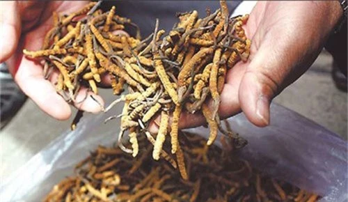 
Đông trùng hạ thảo Tây Tạng có giá lên tới 2,2 tỷ đồng
