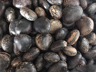 'Đậu thần' giá 6 triệu đồng/kg khiến đại gia lùng mua từng hạt