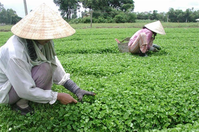 BẢN TIN TÀI CHÍNH-KINH DOANH: Xuất khẩu dệt may đạt gần 10 tỷ USD, thu 24 triệu/tháng nhờ trồng rau má