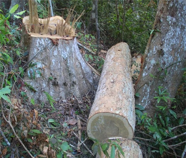 Một vụ phá rừng nghiêm trọng xảy ra trên địa bàn huyện Vĩnh Thạnh, tỉnh Bình Định.