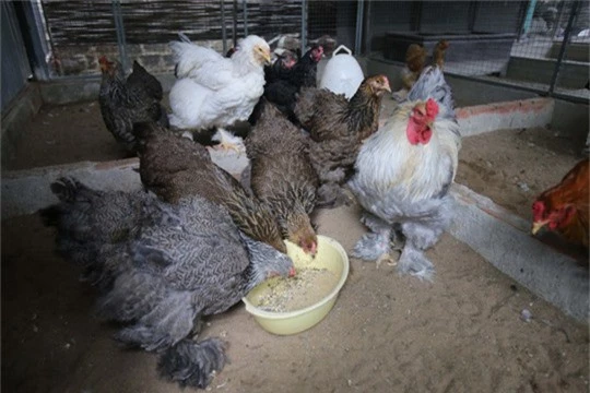 
Giống gà này được bán với giá 1 triệu đồng/1 con cho con giống từ 1 - 1,5 tháng tuổi.
