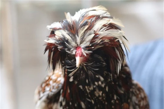 
Gà Ba Lan với bộ lông xù trên đầu mới vào Việt Nam mấy năm gần đây khá thích nghi với khí hậu nước ta và được xem là giống gà cảnh rất được ưa chuộng.
