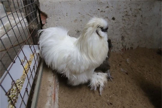 
Gà lông thỏ (tên quốc tế là gà Silkie) gây chú ý khi sở hữu bộ lông xù kỳ lạ và tất cả đều là lông tơ chứ không phải lông vũ.
