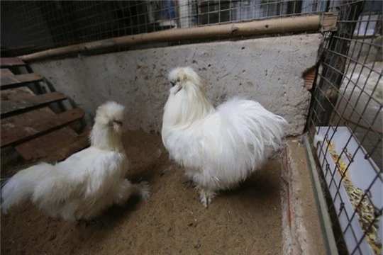 
Mỗi cặp gà lông thỏ trưởng thành được chào bán với giá 20 triệu đồng, đối với gà con được bán với giá 600 nghìn đồng/con
