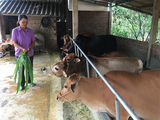 Làm giàu ở nông thôn: Nuôi đàn bò cóc, mỗi tháng có 10 triệu đồng