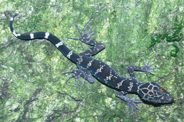 Thằn lằn núi Bà Đen trứ danh Việt Nam chữa được ung thư?