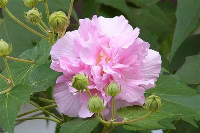 Điều đặc biệt ở loài hoa đổi ba màu trong một ngày