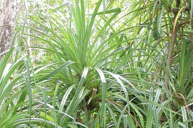 Loài cây kỳ lạ mọc trên kim cương, tìm được sẽ thấy kim cương