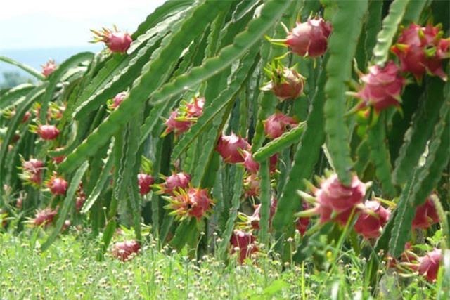 BẢN TIN TÀI CHÍNH-KINH DOANH: Thu 1 tỷ/tháng nhờ trứng cút, thanh long tăng giá đột biến