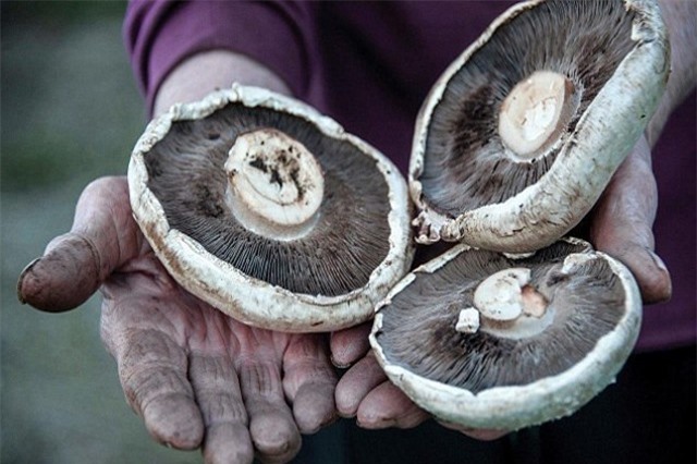 Loài nấm đặc biệt, có khả năng tiêu diệt được rác thải nhựa